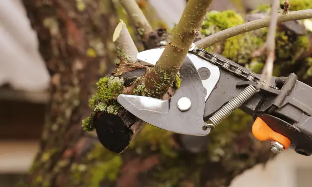 Sécateur en action pour la taille d'un arbre fruitier. La branche coupée est visible, recouverte de mousse.