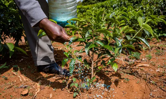 Main d'agriculteur épandant des granulés bleus, comme un engrais vert moutarde, au pied d'un jeune plant dans un champ verdoyant.