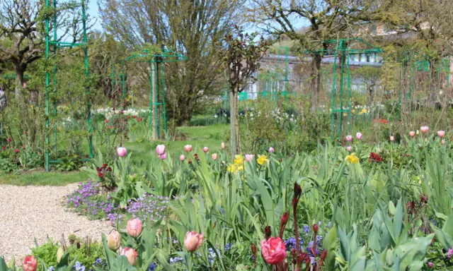 Un jardin printanier fleuri, idéal pour savoir quoi planter en avril. Tulipes roses et jaunes, jonquilles et petites fleurs violettes s'épanouissent.