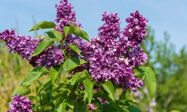 Grappes de lilas violettes épanouies sous un ciel bleu. Le printemps est idéal pour savoir quand planter un lilas.