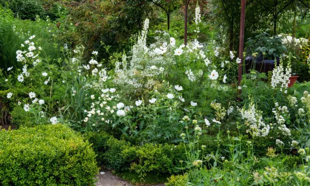Un jardin luxuriant avec une profusion de **plantes à fleurs blanches**, des cosmos délicats et des digitales élancées, créant un paysage onirique.