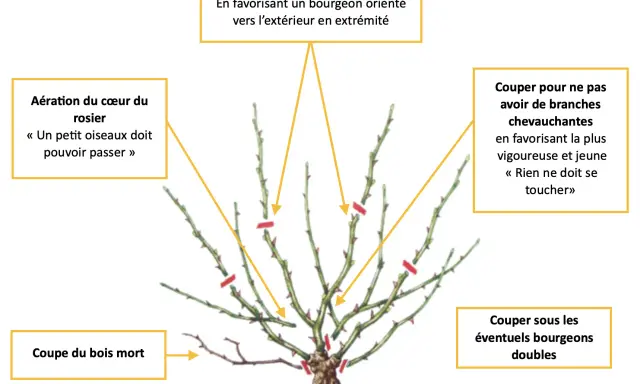 Guide pour savoir quand tailler les rosiers : aérer le cœur, couper le bois mort, éviter les branches qui se touchent, et choisir les bons bourgeons.