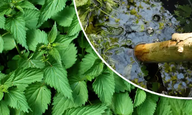 Orties vertes luxuriantes à gauche, et à droite, un bâton en bois flotte dans un liquide trouble, signe que le purin d'ortie dangereux est en préparation.