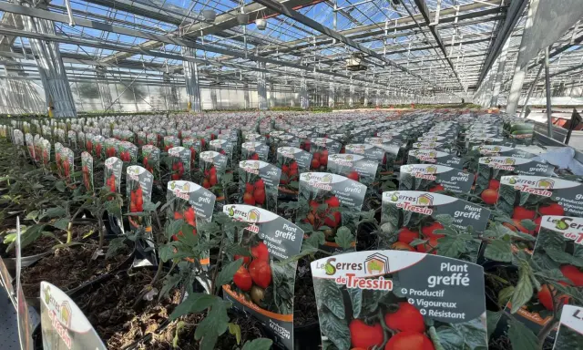 Des rangées de plants de tomates greffés dans une serre, prêts à être vendus.