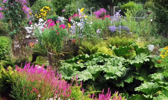 Un jardin luxuriant avec des fleurs à planter en ce moment : asters roses, digitales pourpres, fougères et grandes feuilles vertes.