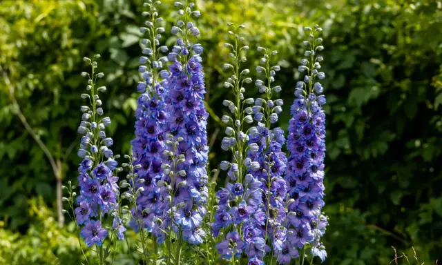 Plusieurs hampes de fleurs bleues et violettes, des pieds d'alouette, se dressent fièrement sur fond de verdure luxuriante.