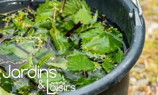 Un seau rempli d'eau et d'orties pour préparer un purin de fougère, un engrais naturel pour le jardin.
