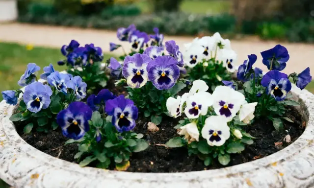 Un pot de pensées aux couleurs vives, bleues, violettes et blanches, semble refléter combien de pensées dans une jardinière peuvent égayer un jardin.