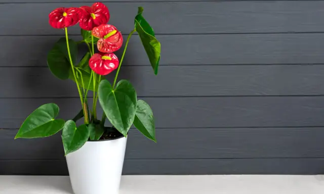 Un magnifique arum rouge égaie la maison, ses fleurs éclatantes contrastant avec le fond sombre en bois.