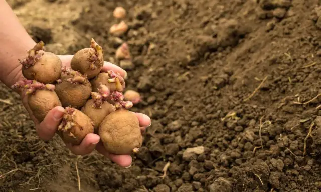 Main d'une personne tenant des pommes de terre germées, prêtes à être plantées. La question est : a quelle profondeur planter les pommes de terre pour une bonne récolte.