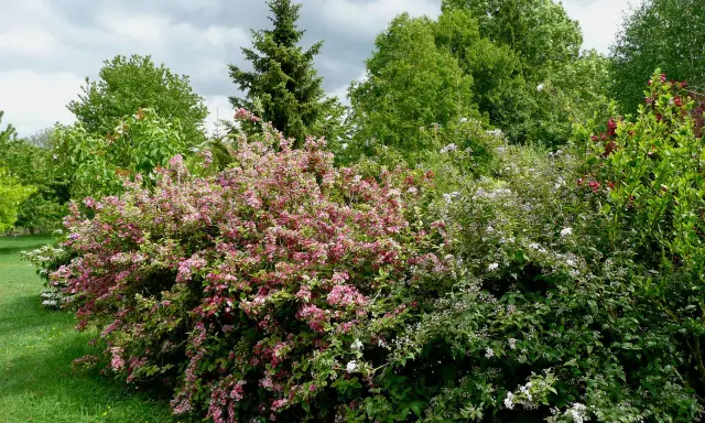 Un jardin luxuriant avec un arbuste rose et blanc, idéal pour savoir avec quoi associer oranger du mexique. Des arbres verts et un ciel nuageux complètent le paysage.