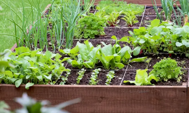 Un carré potager bien organisé, idéal pour fabriquer son propre potager. On y voit des oignons, des épinards, des radis et du persil.