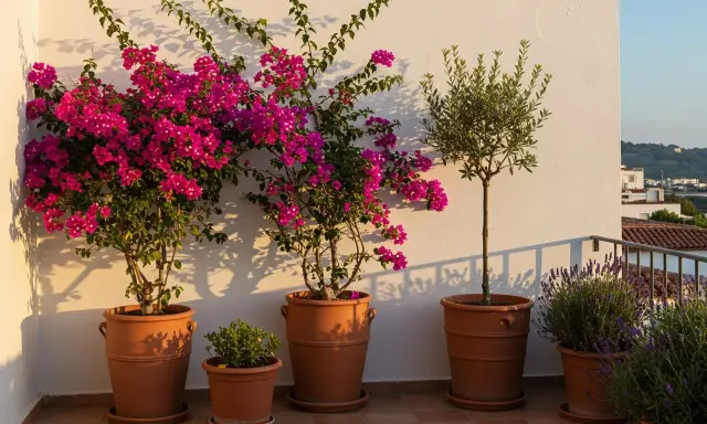 Magnifique idee jardiniere terrasse : bougainvilliers roses éclatants, olivier élégant et lavande parfumée dans des pots en terre cuite.