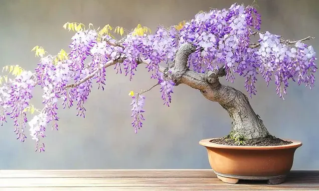 Glycine en pot aux grappes de fleurs violettes tombantes, sur un fond gris.