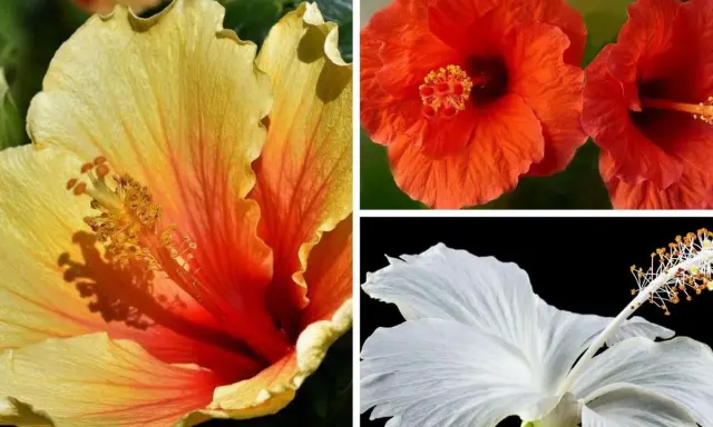 Trois hibiscus aux couleurs vives : jaune orangé, rouge et blanc. Idéal pour savoir quand tailler hibiscus.