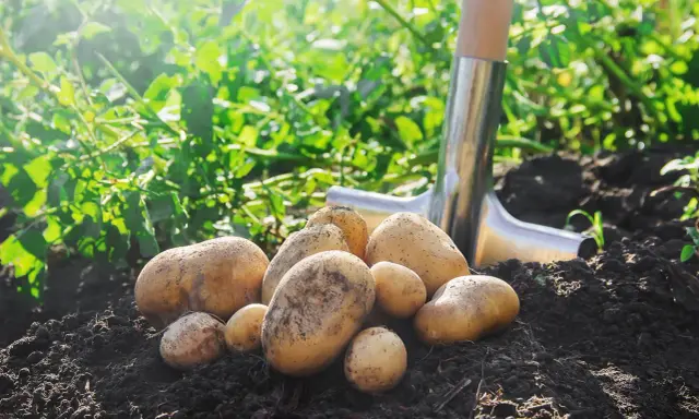 Un tas de pommes de terre fraîchement récoltées sur un sol sombre, avec une pelle à proximité. Un schéma de plantation de pommes de terre en cours.