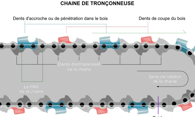 Détail d'une chaîne de tronçonneuse montrant le pas et le sens de rotation. Les dents d'entraînement bleues et rouges sont visibles.