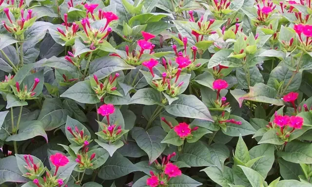 Plante vivace aux fleurs roses éclatantes, elle fleurit de mai à octobre, offrant un spectacle coloré.