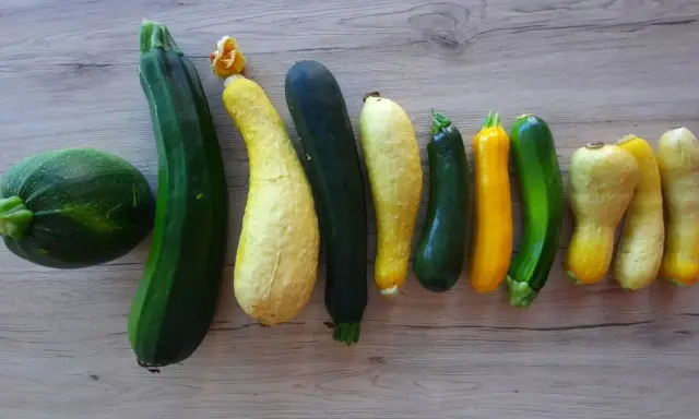 Belle association de courgettes de différentes formes et couleurs, une récolte variée de ce légume du potager.