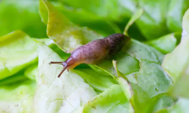 Un limace sur une feuille de salade verte. Une image qui rappelle l'importance d'un **anti limace naturel** pour protéger vos cultures.