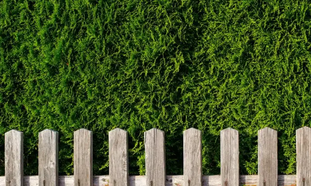 Une clôture en bois remplace une haie de thuyas, offrant une nouvelle délimitation visuelle.