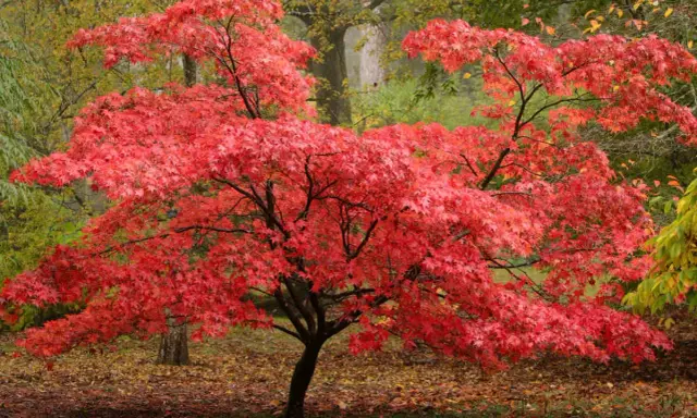 Un magnifique érable du Japon aux feuilles rouge vif, baignant dans la lumière automnale.