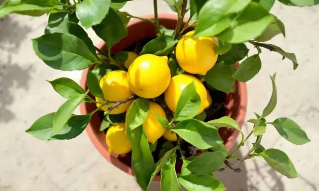 Un citronnier en pot, prêt à tailler, porte plusieurs citrons jaunes mûrs et des feuilles vertes luxuriantes.