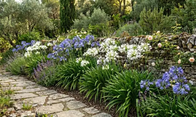 Un chemin de pierres mène à un mur de pierre fleuri de roses et d'agapanthes bleues et blanches. Le moment idéal quand diviser les agapanthes.