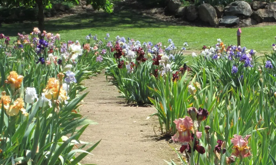 Un chemin serpente à travers un jardin d'iris multicolores. Quand planter les iris ? Idéalement en fin d'été pour une floraison printanière.