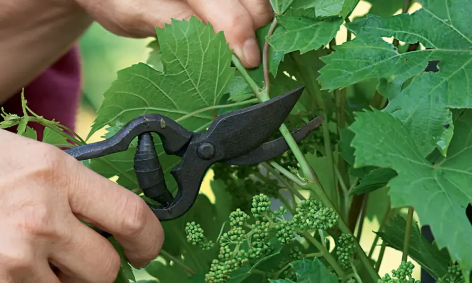 Main d'un jardinier utilisant des sécateurs pour tailler une jeune vigne de raisin de table, retirant des pousses superflues pour favoriser la croissance des futurs fruits.