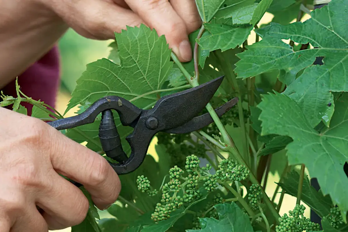 Main d'un jardinier utilisant des sécateurs pour tailler une jeune vigne de raisin de table, retirant des pousses superflues pour favoriser la croissance des futurs fruits.