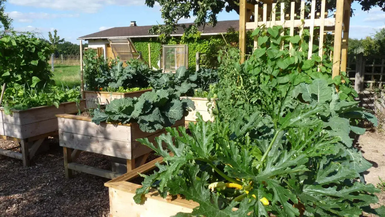 Un potager florissant avec des courgettes en premier plan, des choux et des haricots grimpants. Une belle association pour un potager productif.