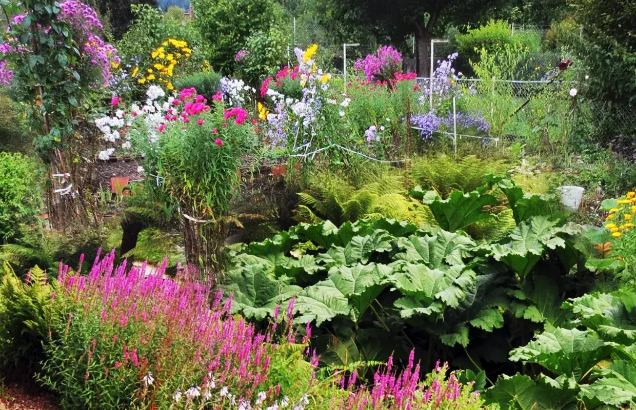Jardin luxuriant avec des fleurs &agrave; planter en ce moment : asters roses, digitales, foug&egrave;res et grandes feuilles vertes.