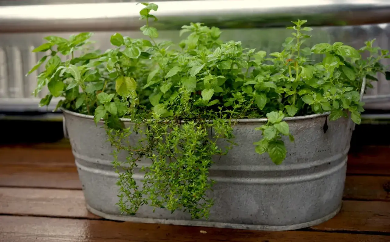 Un pot en zinc rempli de menthe et de thym, parfait pour une liste de plantes aromatiques &agrave; cultiver.