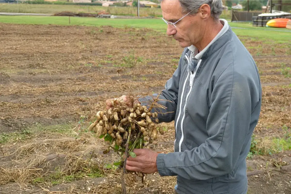 Un agriculteur examine une r&eacute;colte fra&icirc;chement arrach&eacute;e, montrant fi&egrave;rement o&ugrave; poussent les cacahu&egrave;tes.