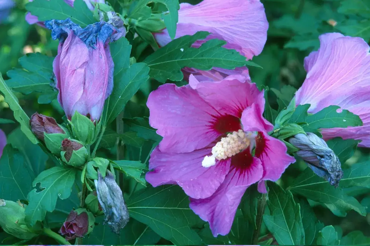 Hibiscus roses en pleine floraison, certaines fan&eacute;es, pr&ecirc;tes pour la taille. Quand tailler hibiscus pour une belle floraison.