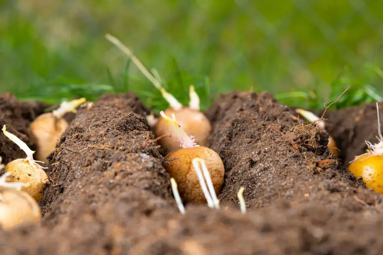 Des tubercules de pommes de terre germés sont plantés dans la terre, prêts à pousser. Voici comment planter des pommes de terre pour une récolte abondante.