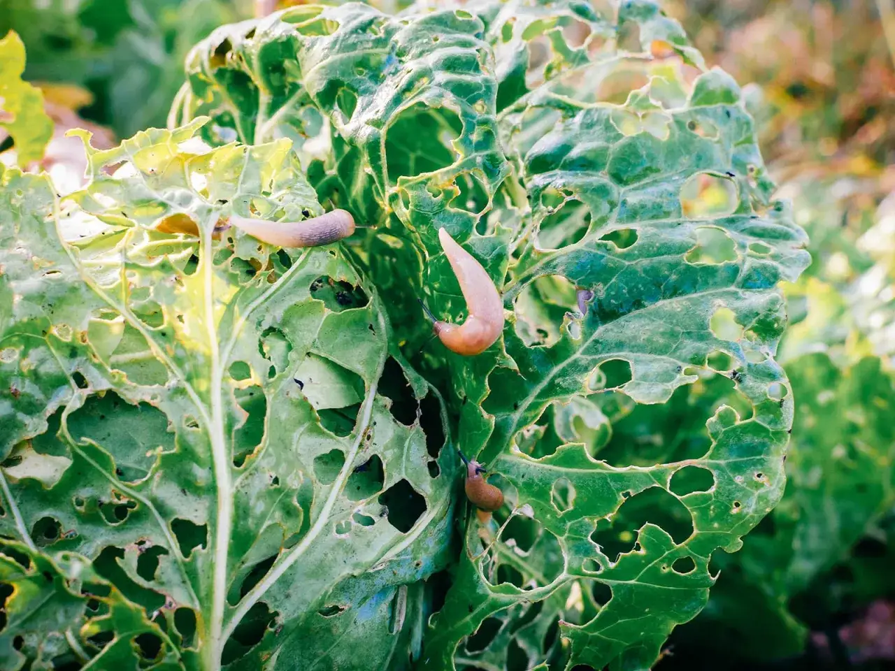 Trois limaces sur des feuilles de chou dévorées. Un problème pour le jardinier cherchant une solution anti limace naturel.
