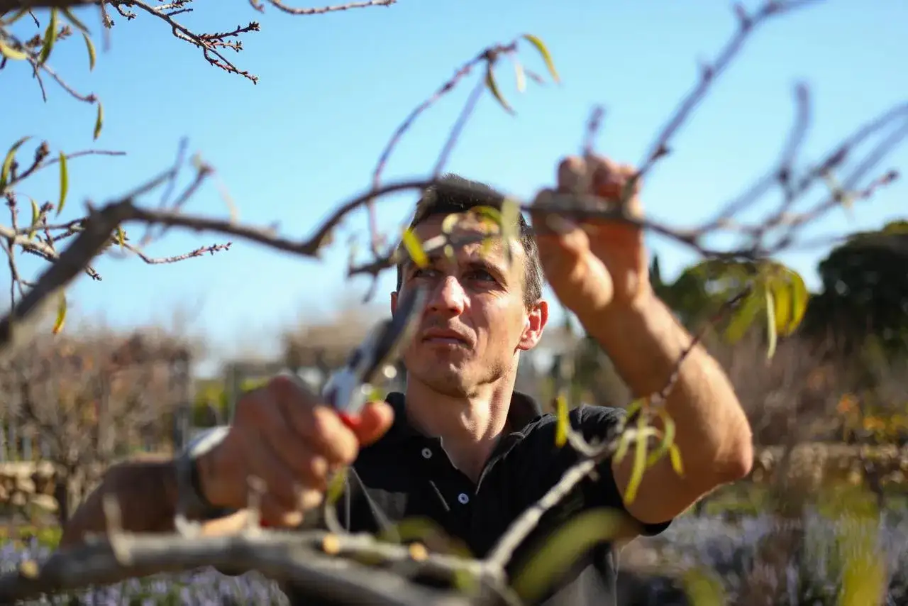 Un homme taille un arbre fruitier avec soin, le ciel bleu en arri&egrave;re-plan.