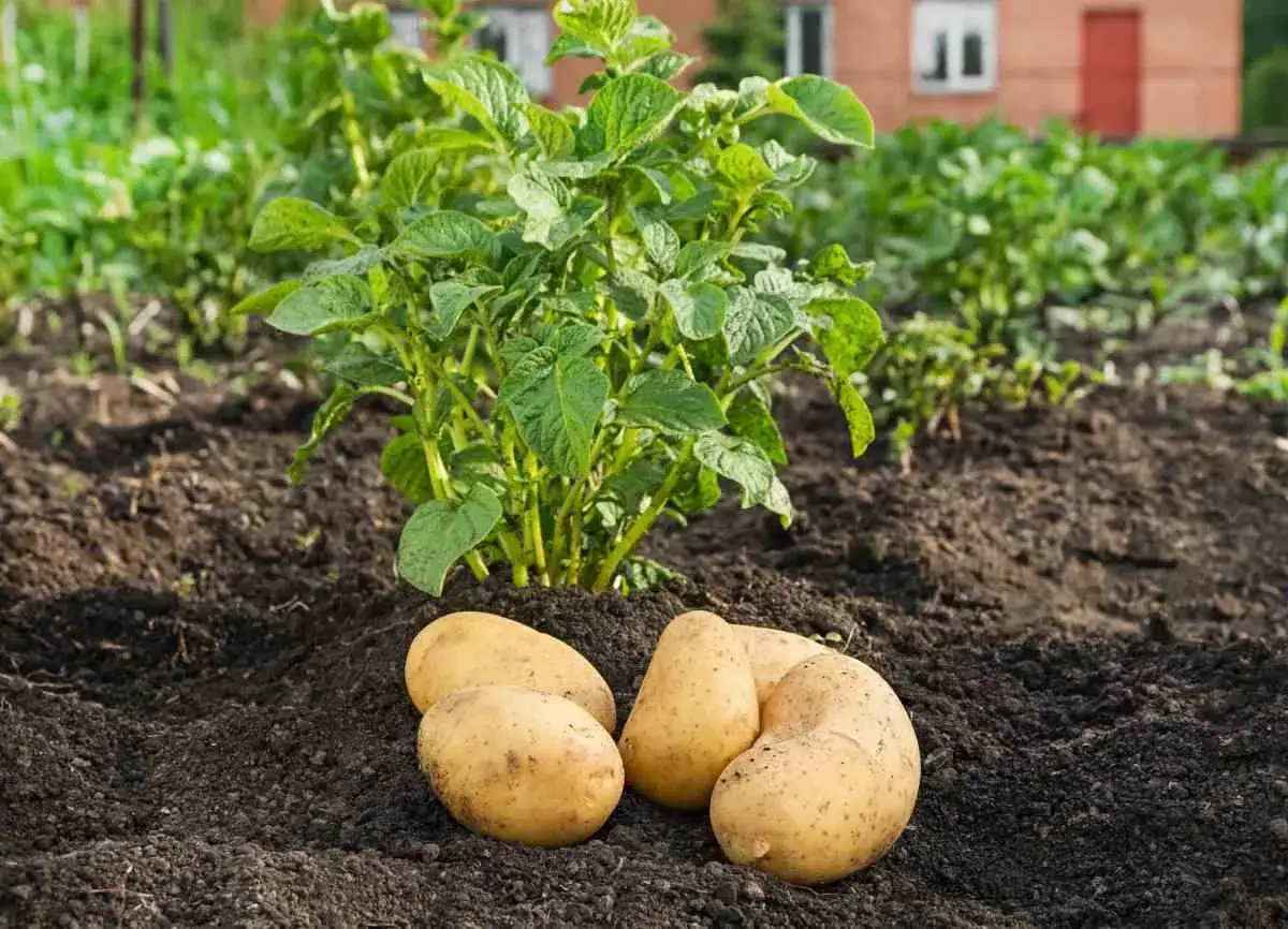 Des pommes de terre prêtes à être plantées, à quelle profondeur planter les pommes de terre pour une belle récolte.