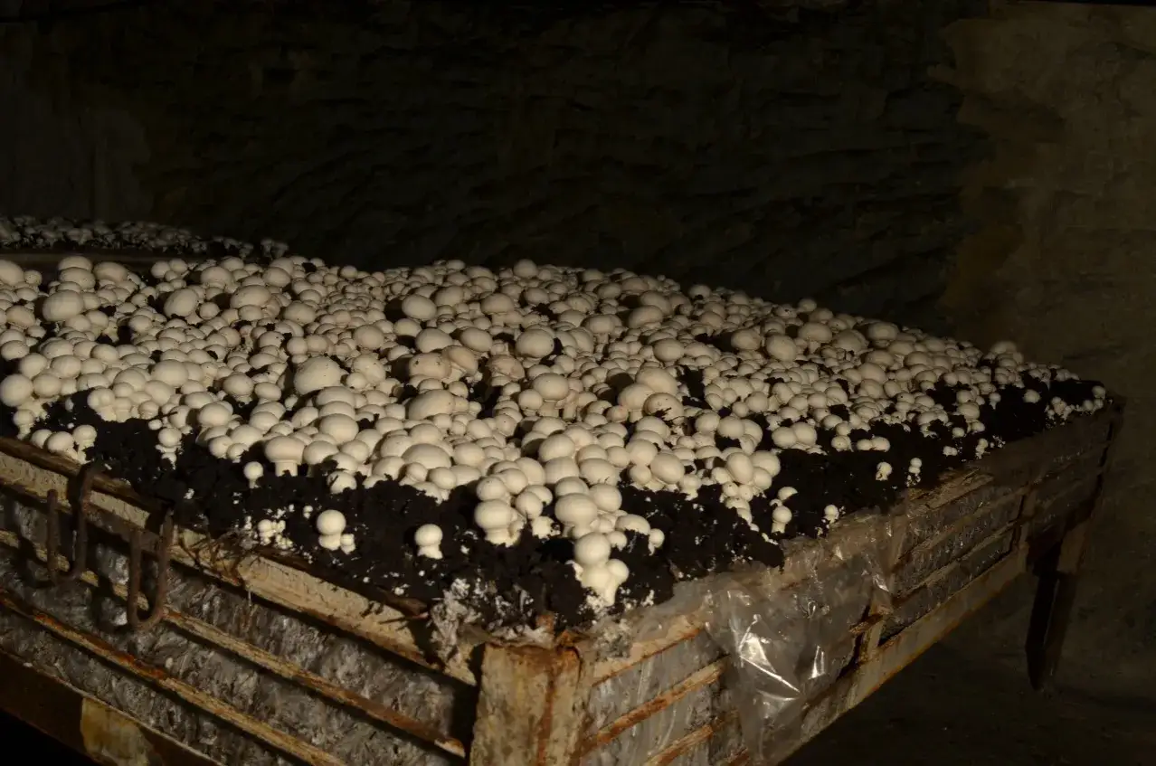 Champignons de Paris en pleine culture, poussant sur des couches de substrat dans un environnement sombre et humide.