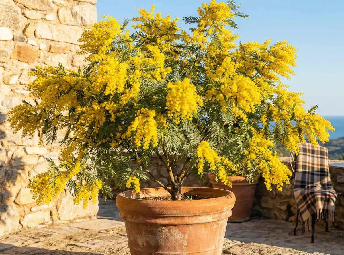 Un mimosa &eacute;clatant de jaune, pr&ecirc;t &agrave; &ecirc;tre plant&eacute;, sur une terrasse en pierre.