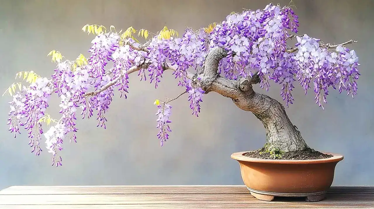 Magnifique glycine en pot, ses grappes de fleurs violettes tombent en cascade sur un tronc noueux.