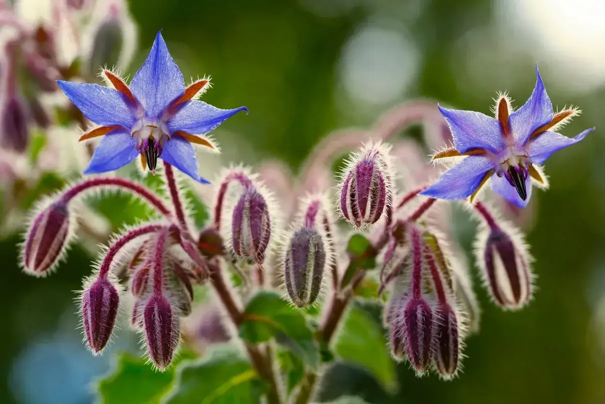 Fleur bleue &eacute;toil&eacute;e, une fleur qui se mange, avec des bourgeons velus et des tiges pourpres.
