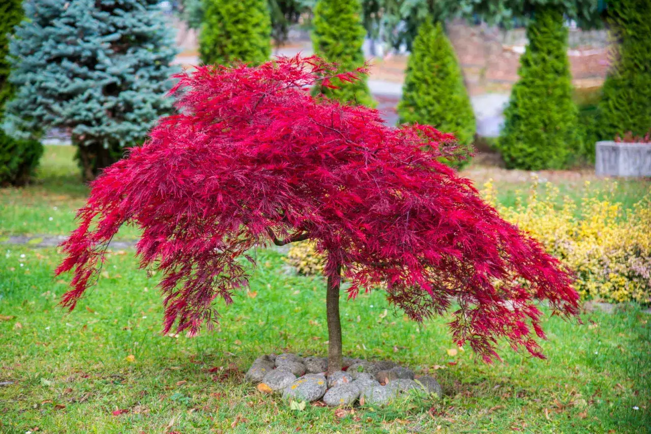 Un magnifique érable du Japon aux feuilles rouge vif, pleure sur une pelouse verte, entouré de conifères et de buissons jaunes.