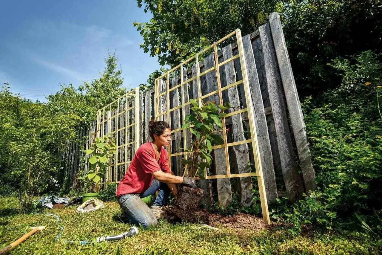 Une femme plante un arbuste près d'une clôture en bois, préparant le terrain pour la distance entre kiwi mâle et femelle.