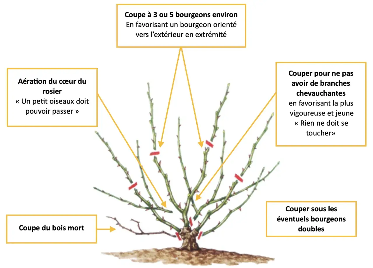 Illustration expliquant quand tailler les rosiers : a&eacute;ration, coupe des branches, bois mort et bourgeons.