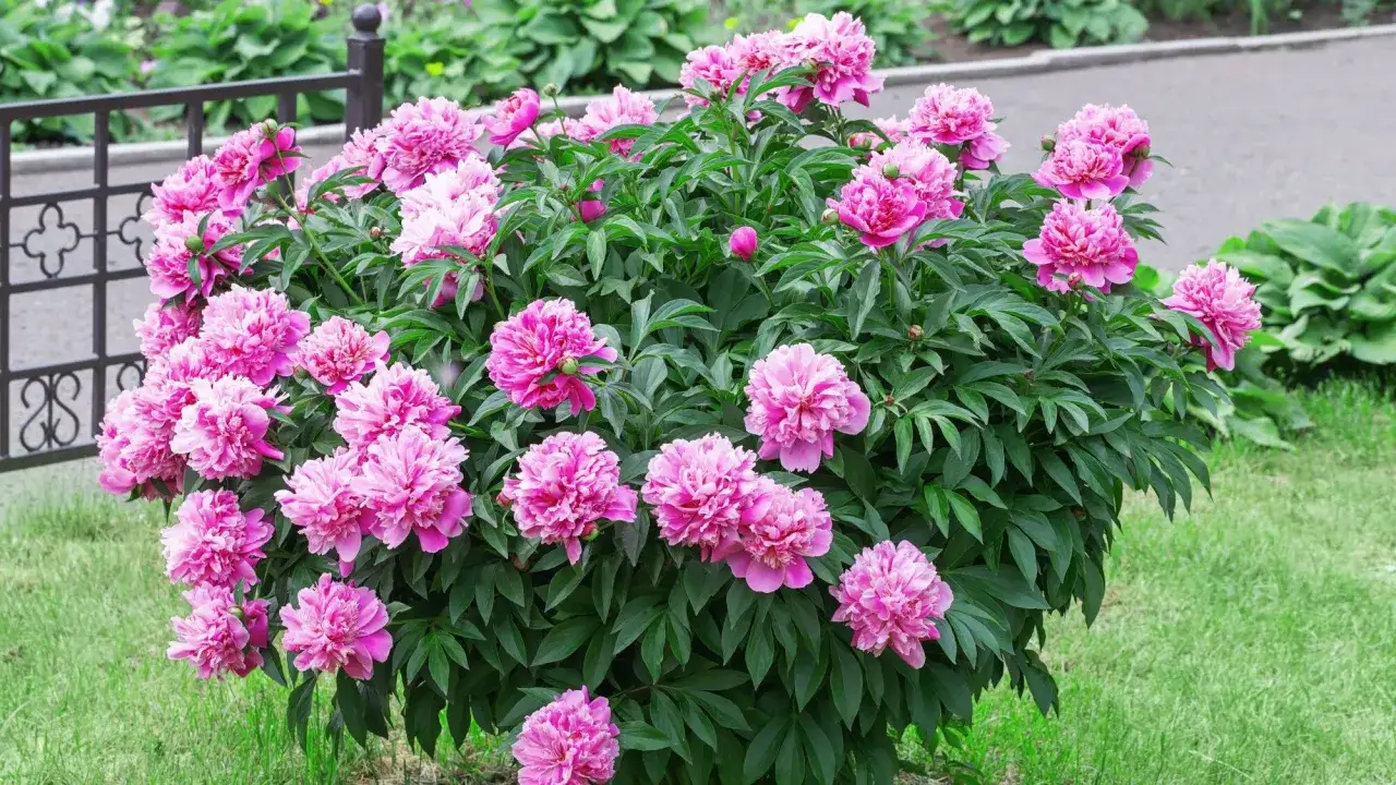 Un buisson de pivoines arbustives roses épanouies, avec une clôture en arrière-plan.