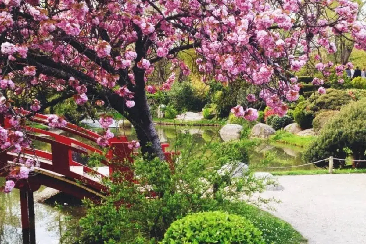 Un magnifique cerisier en fleurs surplombe un pont rouge et un étang paisible dans un jardin japonais.