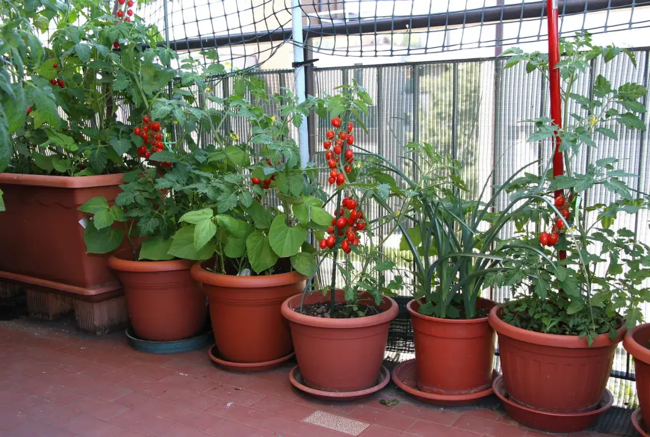 Plusieurs plants de tomate cerise en pot, charg&eacute;s de fruits rouges, poussent sur un balcon.
